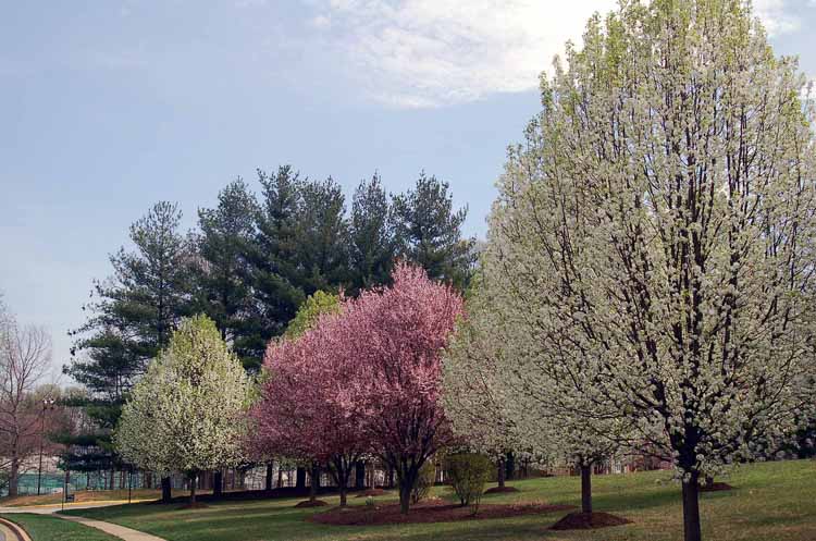 cherry and apple trees in bloom